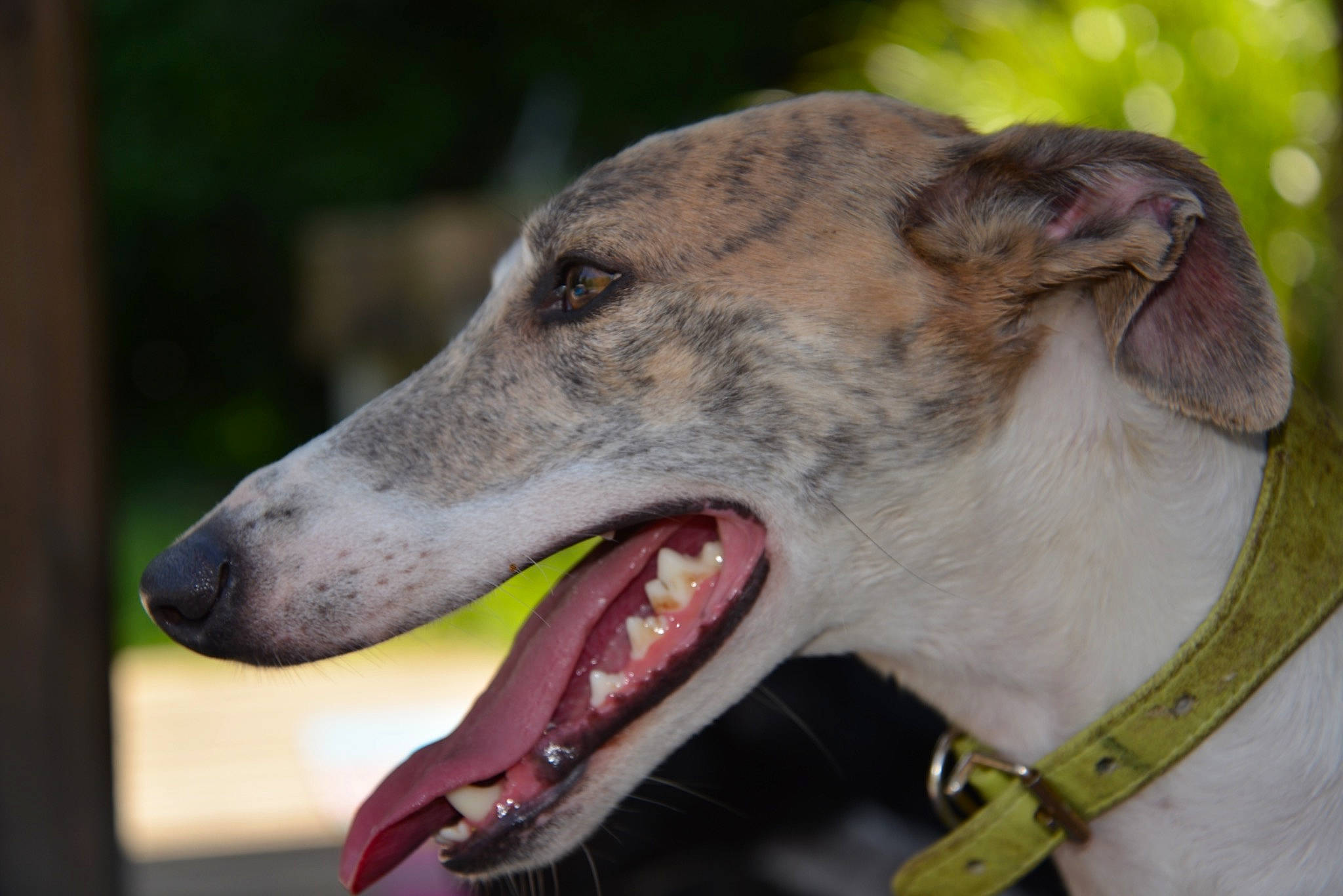 Lambrin a rejoint le concours — aidez-le/la à gagner de superbes lots ! canidae, carnivore, collar, companion_dog, dog, dog_breed, dog_collar, eye, fawn, head, jaw, magyar_agar, polish_greyhound, rampur_greyhound, sighthound, snout, sporting_group, terrestrial_animal, whiskers, working_animal