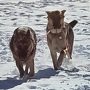 Herbie And Rosie is registered to the contest to win money with this photo: animal, cold, companion, daytime, dog, duo, field, footprints, german_shepherd, leash, muzzle, outdoors, paws, pet, playful, running, snow, sunlight, walking, winter