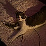 Stormi is registered to the contest to win money with this photo: cat, animal, pet, indoor, rug, fluffy, shadow, stretching, gray, white, fur, relaxed, wire, cozy, home, floor, lighting, texture, quiet, resting