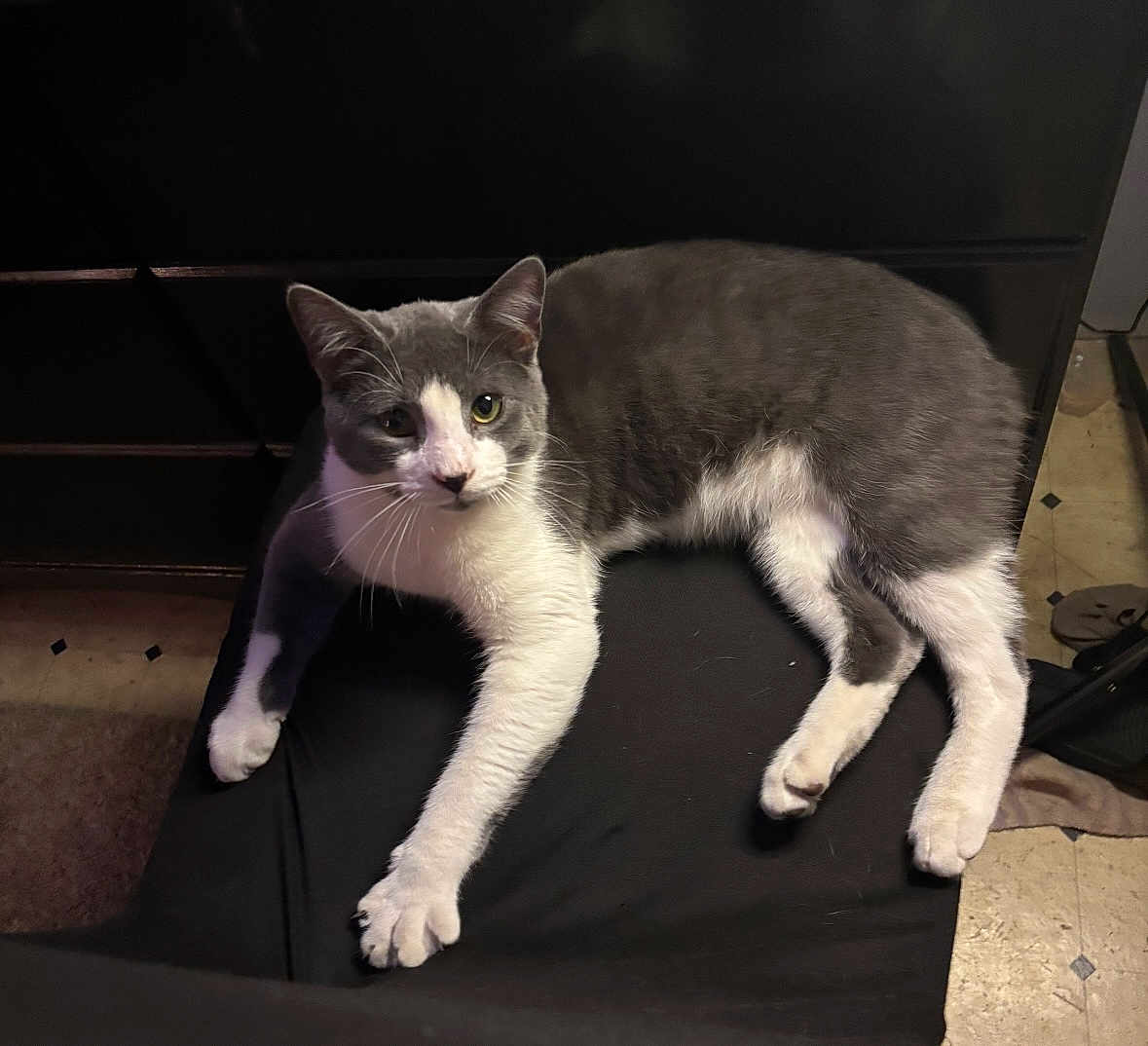 Stormi is registered to the contest to win money with this photo: cat, grey, white, feline, pet, indoor, chair, black_furniture, floor, tiled_floor, relaxed, stretching, whiskers, paw, animal, domestic, looking_at_camera, sitting, home, cute