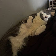 Stormi joined the competition — help win amazing prizes! cat, sleeping, gray, white, fur, pet, relaxed, indoors, blanket, napping, cozy, resting, animal, whiskers, paw, feline, household, laundry_basket, comfort, quiet