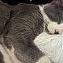 Stormi is registered to the contest to win money with this photo: cat, sleeping, gray_cat, white_pillow, fluffy, close_up, pet, fur, whiskers, relaxation, cozy, indoor, resting, cute, animal, domestic_cat, nap, soft, peaceful, mammal