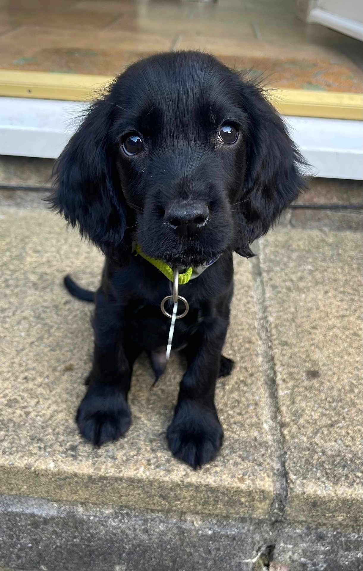 Winston is registered to the contest to win money with this photo: adorable, animal, black_dog, closeup, collar, cute, dog, ears, eyes, front_paws, fur, looking, nose, outdoor, pet, puppy, sitting, step, stone, young_dog