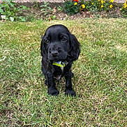 Winston is registered to the contest to win money with this photo: animal, black_dog, collar, cute, daylight, dog, flower, front_view, garden, grass, greenery, home, nature, outdoor, pet, puppy, sitting, small, yard, young_dog