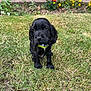 animal, black_dog, collar, cute, daylight, dog, flower, front_view, garden, grass, greenery, home, nature, outdoor, pet, puppy, sitting, small, yard, young_dog