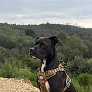 Paco a rejoint le concours — aidez-le/la à gagner de superbes lots ! dog, black_dog, sitting, harness, outdoor, nature, forest, gravel, pet, animal, alert, canine, landscape, greenery, sky, cloudy, watchful, mammal, companion, adventure