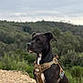 dog, black_dog, sitting, harness, outdoor, nature, forest, gravel, pet, animal, alert, canine, landscape, greenery, sky, cloudy, watchful, mammal, companion, adventure