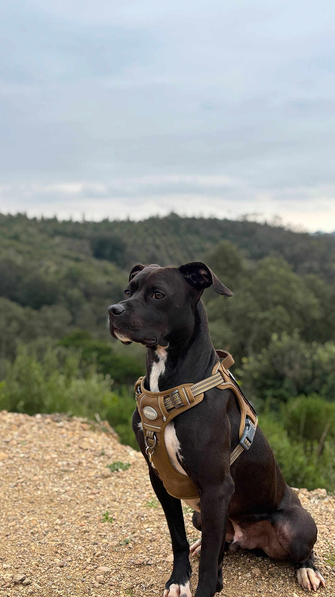 Paco a rejoint le concours — aidez-le/la à gagner de superbes lots ! dog, black_dog, sitting, harness, outdoor, nature, forest, gravel, pet, animal, alert, canine, landscape, greenery, sky, cloudy, watchful, mammal, companion, adventure