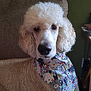 Sandie joined the competition — help win amazing prizes! animal, bandana, beige, canine, colorful, companion, couch, curly_fur, cute, dog, fluffy, furniture, indoors, looking, pet, pet_accessory, poodle, portrait, sitting, white_dog