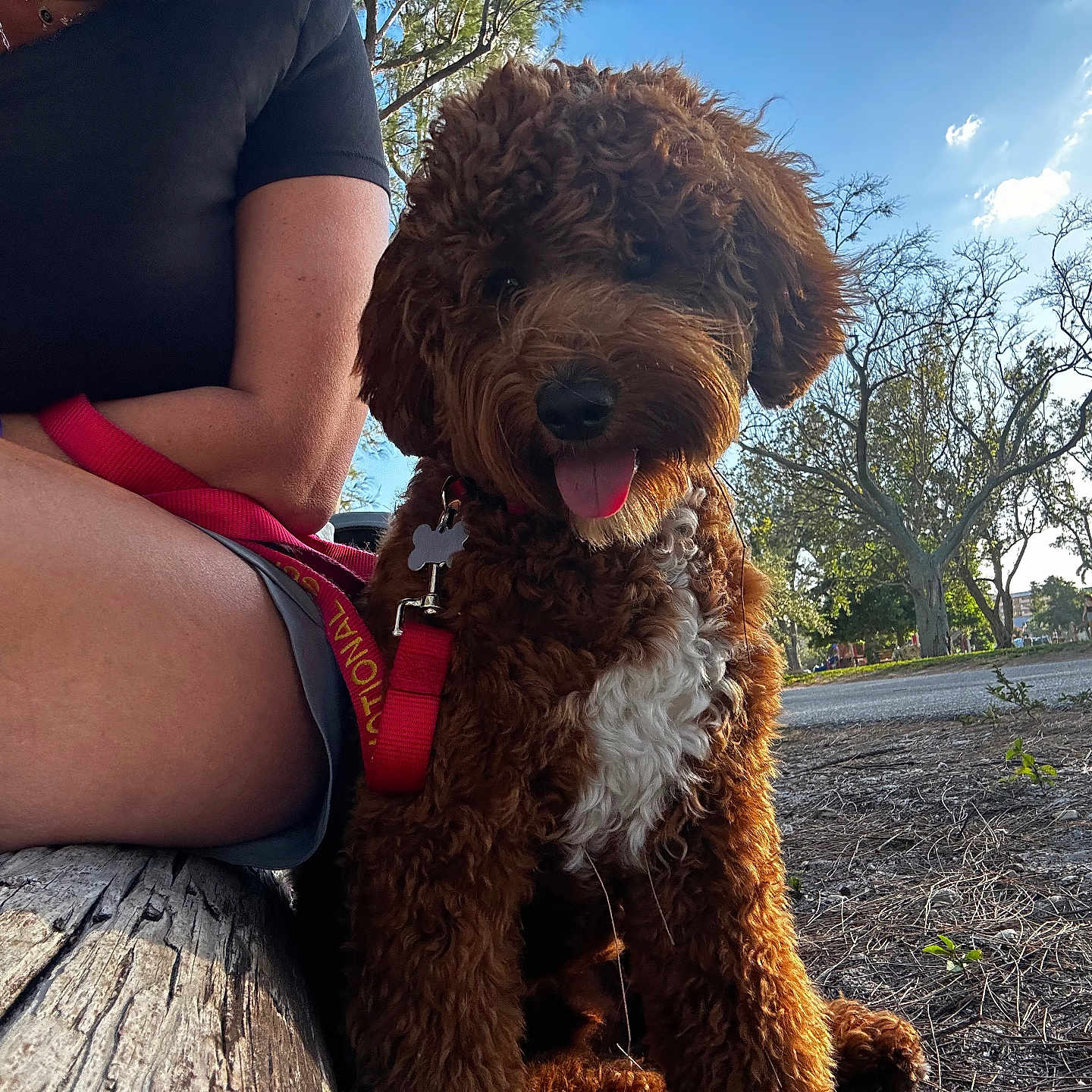 Milo is registered to the contest to win money with this photo: accessories, adult, airedale, animal, canine, clothing, dog, female, grass, jewelry, necklace, person, pet, plant, poodle, puppy, shorts, terrier, tree, woman