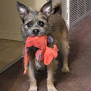 Kai joined the competition — help win amazing prizes! alert, black_nose, bright_eyes, carpet, cute, dog, ears_up, fur, gaze, hallway, indoor, orange_toy, paws, pet, playful, plush_toy, small_dog, standing, terrier, wall_vent