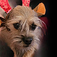 Kai is registered to the contest to win money with this photo: adorable, animal, antlers, black_nose, brown, christmas, closeup, costume, cute, cute_pet, dog, eyes, festive, fur, head, holiday, indoor, pet, portrait, whiskers