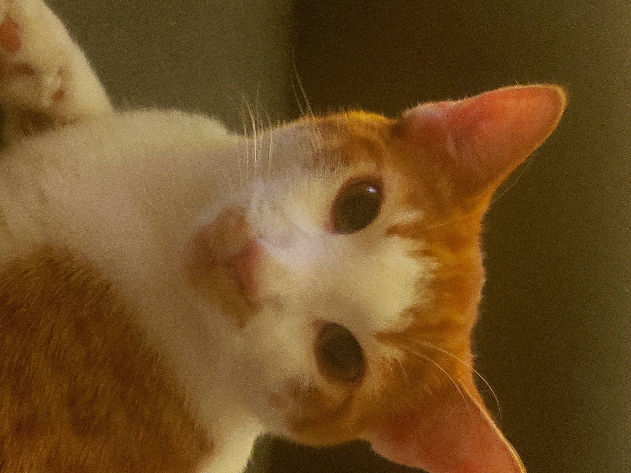 Echo is registered to the contest to win money with this photo: carnivore, cat, domestic_short_haired_cat, ear, fawn, felidae, fur, iris, paw, small_to_medium_sized_cats, snout, tail, terrestrial_animal, whiskers