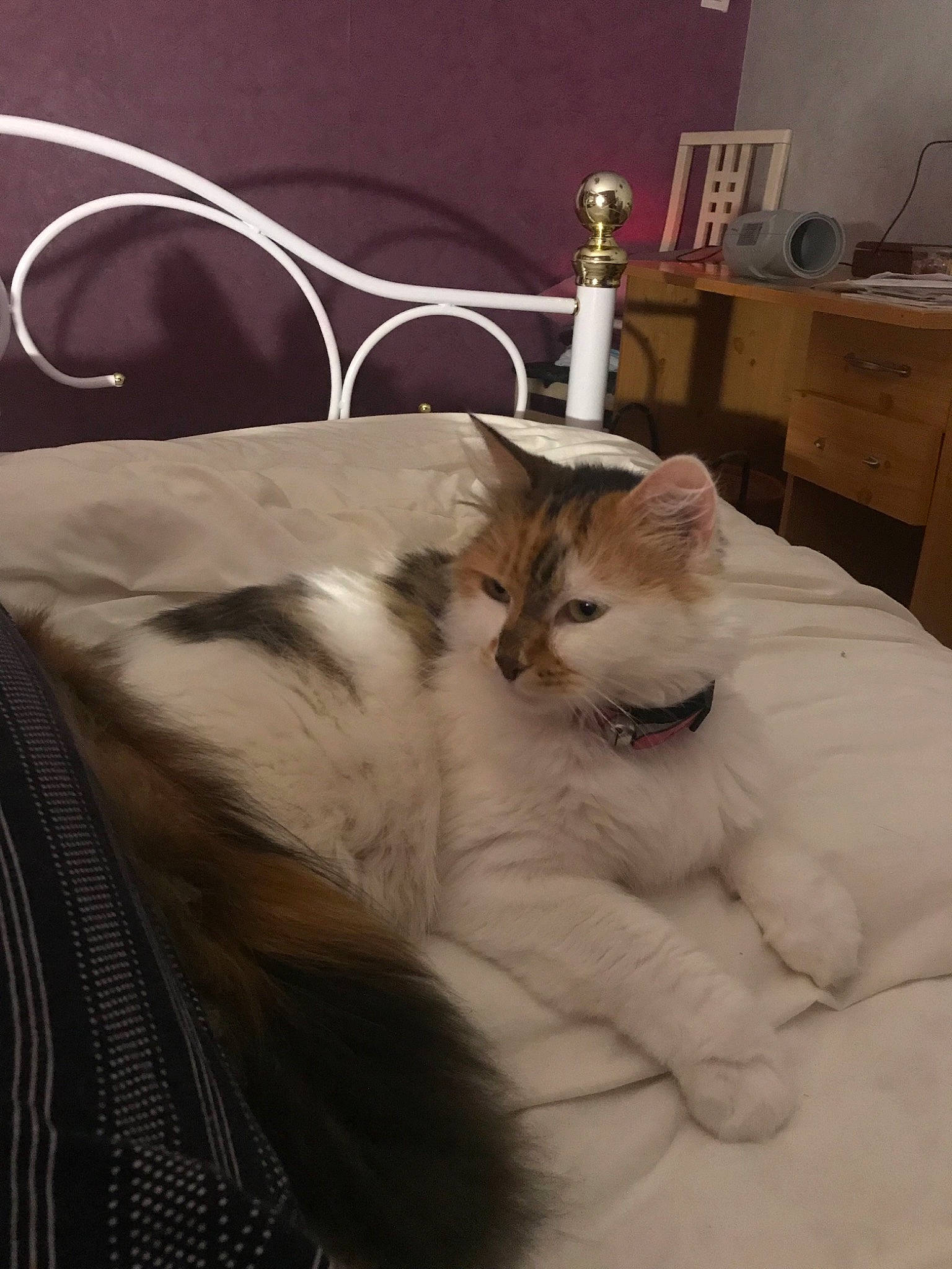 Minnie a rejoint le concours — aidez-le/la à gagner de superbes lots ! aegean_cat, american_curl, asian, carnivore, cat, domestic_long_haired_cat, domestic_short_haired_cat, ear, european_shorthair, fawn, felidae, fur, kitten, ragamuffin, small_to_medium_sized_cats, tail, turkish_van, whiskers