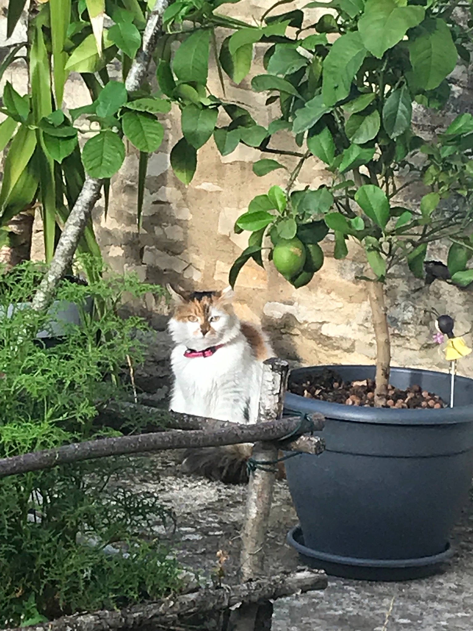 Minnie participe au concours pour gagner de l'argent avec cette photo : cat, european_shorthair, felidae, flower, flowerpot, houseplant, ivy, plant, small_to_medium_sized_cats, tree
