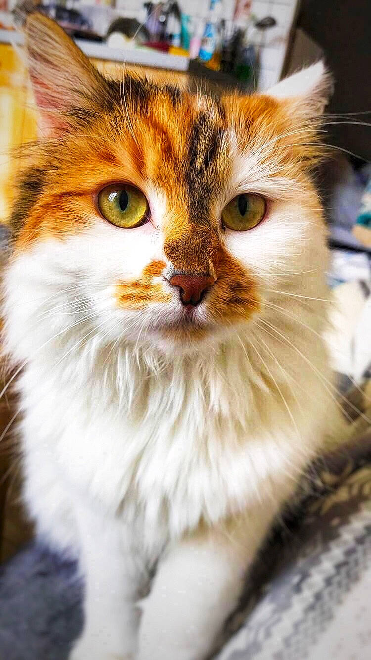 Minnie participe au concours pour gagner de l'argent avec cette photo : aegean_cat, american_curl, american_wirehair, asian_semi_longhair, carnivore, cat, domestic_long_haired_cat, eye, felidae, fur, kitten, mammal, norwegian_forest_cat, ragamuffin, siberian, small_to_medium_sized_cats, snout, tabby_cat, vertebrate, whiskers