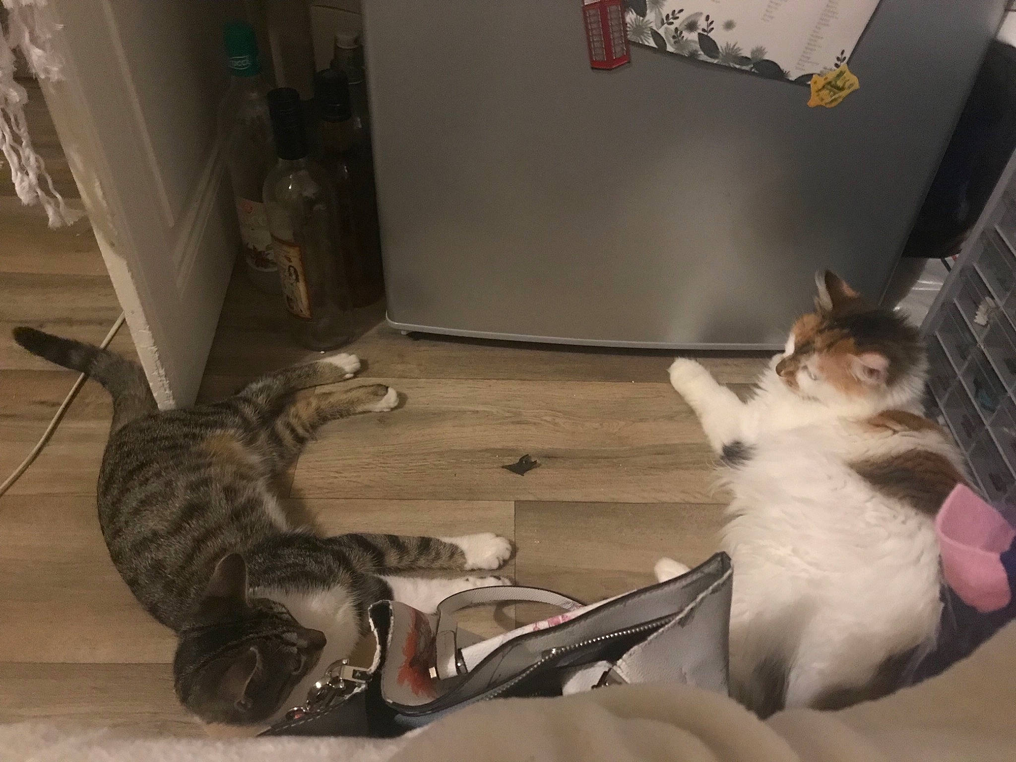 Minnie participe au concours pour gagner de l'argent avec cette photo : aegean_cat, american_wirehair, asian, carnivore, cat, domestic_short_haired_cat, dragon_li, european_shorthair, felidae, floor, fur, kitten, ocicat, paw, photo_caption, polydactyl_cat, small_to_medium_sized_cats, tabby_cat, tail, whiskers