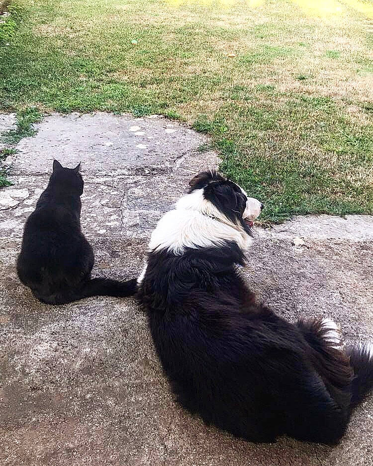 Foxy a rejoint le concours — aidez-le/la à gagner de superbes lots ! black_cat, border_collie, canidae, carnivore, cat, dog, dog_breed, felidae, grass, herding_dog, karelian_bear_dog, russo_european_laika, small_to_medium_sized_cats, tail