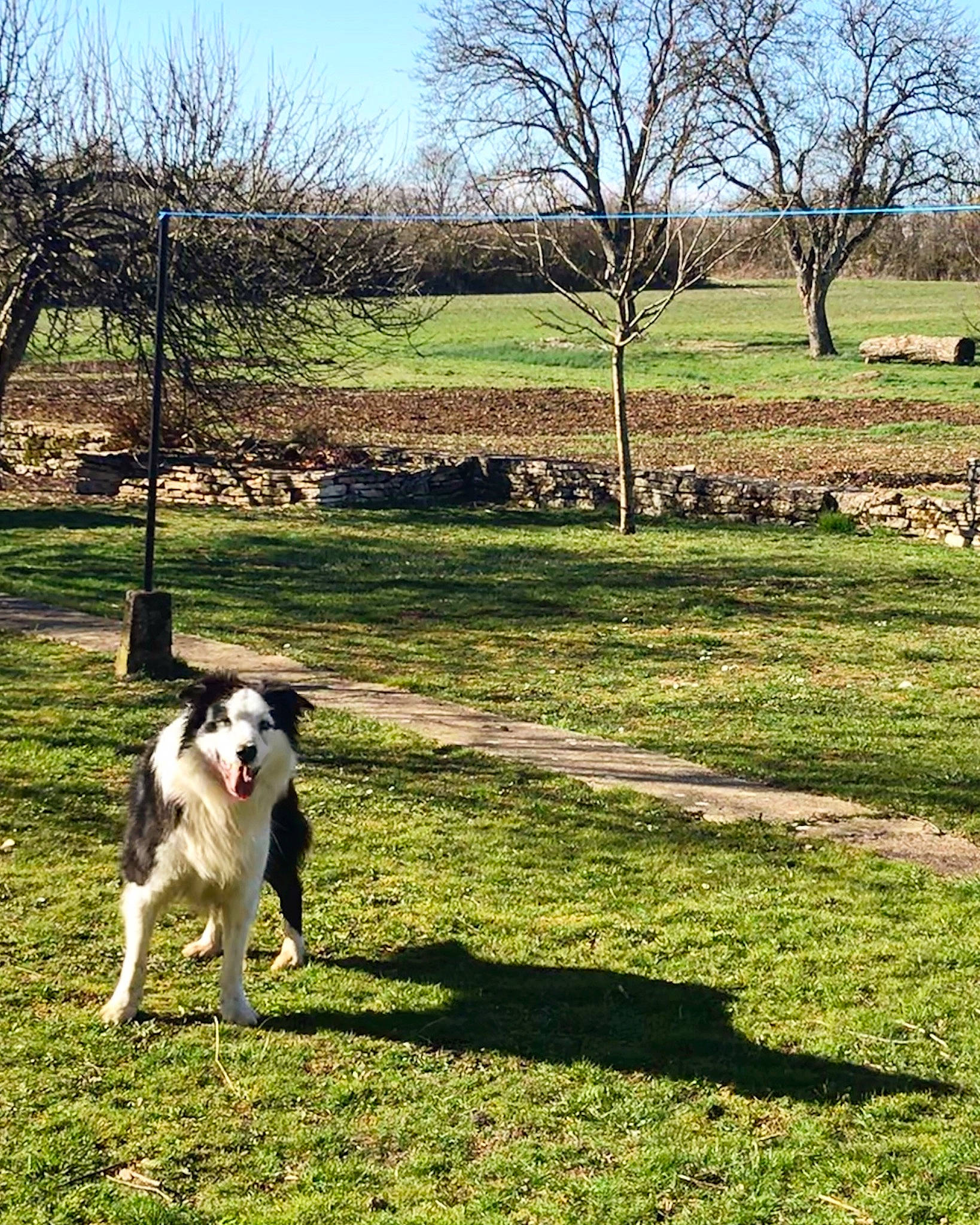 Foxy a rejoint le concours — aidez-le/la à gagner de superbes lots ! border_collie, borzoi, canidae, carnivore, dog, dog_breed, dog_walking, fence, grass, herding_dog, house, mammal, pasture, sporting_group, spring, tree, vertebrate, working_dog