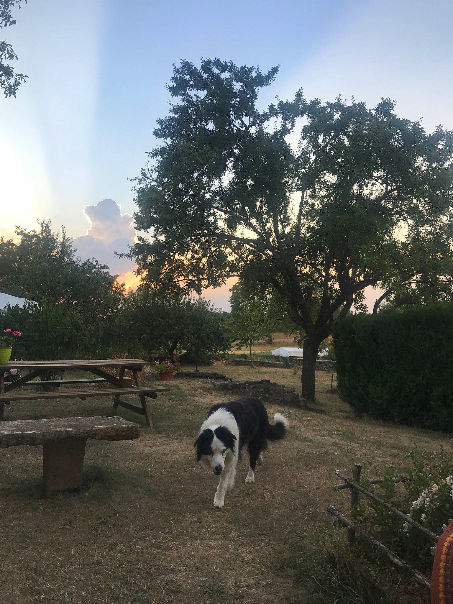 Foxy a rejoint le concours — aidez-le/la à gagner de superbes lots ! border_collie, canidae, carnivore, cloud, dog, dog_breed, landseer, meteorological_phenomenon, morning, mountain, sky, sporting_group, sunlight, tree