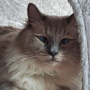 Awaï participe au concours pour gagner de l'argent avec cette photo : cat, kitten, fluffy, long_hair, blue_eyes, whiskers, ears, paws, fur, gray, white, pet, animal, portrait, close_up, indoors, blanket, cozy, cuddly, relaxed