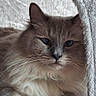 cat, kitten, fluffy, long_hair, blue_eyes, whiskers, ears, paws, fur, gray, white, pet, animal, portrait, close_up, indoors, blanket, cozy, cuddly, relaxed