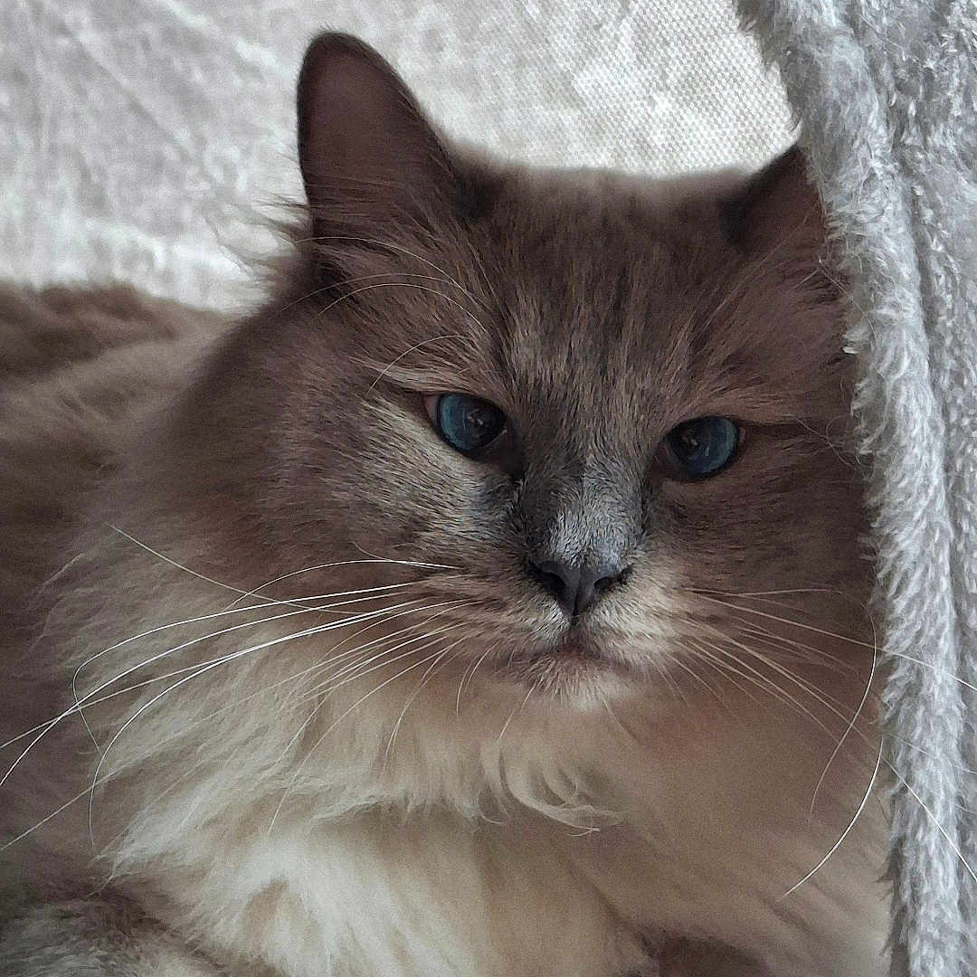 Awaï participe au concours pour gagner de l'argent avec cette photo : cat, kitten, fluffy, long_hair, blue_eyes, whiskers, ears, paws, fur, gray, white, pet, animal, portrait, close_up, indoors, blanket, cozy, cuddly, relaxed