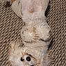 dog, poodle, white_dog, fluffy, curly_fur, carpet, textured_carpet, lying_on_back, belly_up, sweater, pet_clothing, nose, eyes, paws, indoor, cute, small_dog, portrait, fur_texture, relaxed