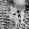 dog, small_dog, white_dog, fluffy, pet, looking_up, carpet, indoor, cute, animal, fur, companion, friendly, happy, canine, portrait, black_and_white, texture, floor, domestic_animal