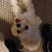 Ranger joined the competition — help win amazing prizes! black_eyes, brown_nose, carpet, carpet_texture, close_up, companion, curly_fur, cute, dog, fluffy_fur, human_feet, indoor, looking_up, pet, playful, shoes, small_dog, tongue_out, top_view, white_fur