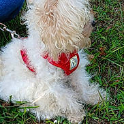 Ranger joined the competition — help win amazing prizes! dog, white_dog, curly_fur, grass, red_harness, leash, outdoor, pet, canine, animal, nature, sitting, side_view, fur, person_partial, jeans, green_grass, daylight, close_up, cute