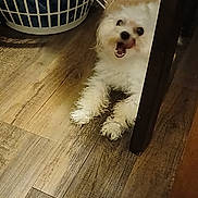 Ranger is registered to the contest to win money with this photo: dog, small_dog, white_fluffy_dog, pet, indoor, wooden_floor, hardwood, laundry_basket, basket, table_leg, paws, fur, tongue_out, happy, playful, peek, corner, flooring, home, looking_up