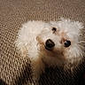 Ranger joined the competition — help win amazing prizes! dog, poodle, white_fur, curly_fur, carpet, indoor, pet, cute, looking_up, nose, eyes, close_up, portrait, small_dog, fluffy, texture, home, floor, lighting, companion