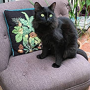 Beluga a rejoint le concours — aidez-le/la à gagner de superbes lots ! black_cat, cat, chair, pillow, plant, indoor, green_eyes, furniture, decorative_pillow, purple_chair, pet, animal, sitting, cozy, relaxing, fluffy, domestic_cat, houseplant, magazines, floor_tiles