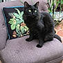 black_cat, cat, chair, pillow, plant, indoor, green_eyes, furniture, decorative_pillow, purple_chair, pet, animal, sitting, cozy, relaxing, fluffy, domestic_cat, houseplant, magazines, floor_tiles