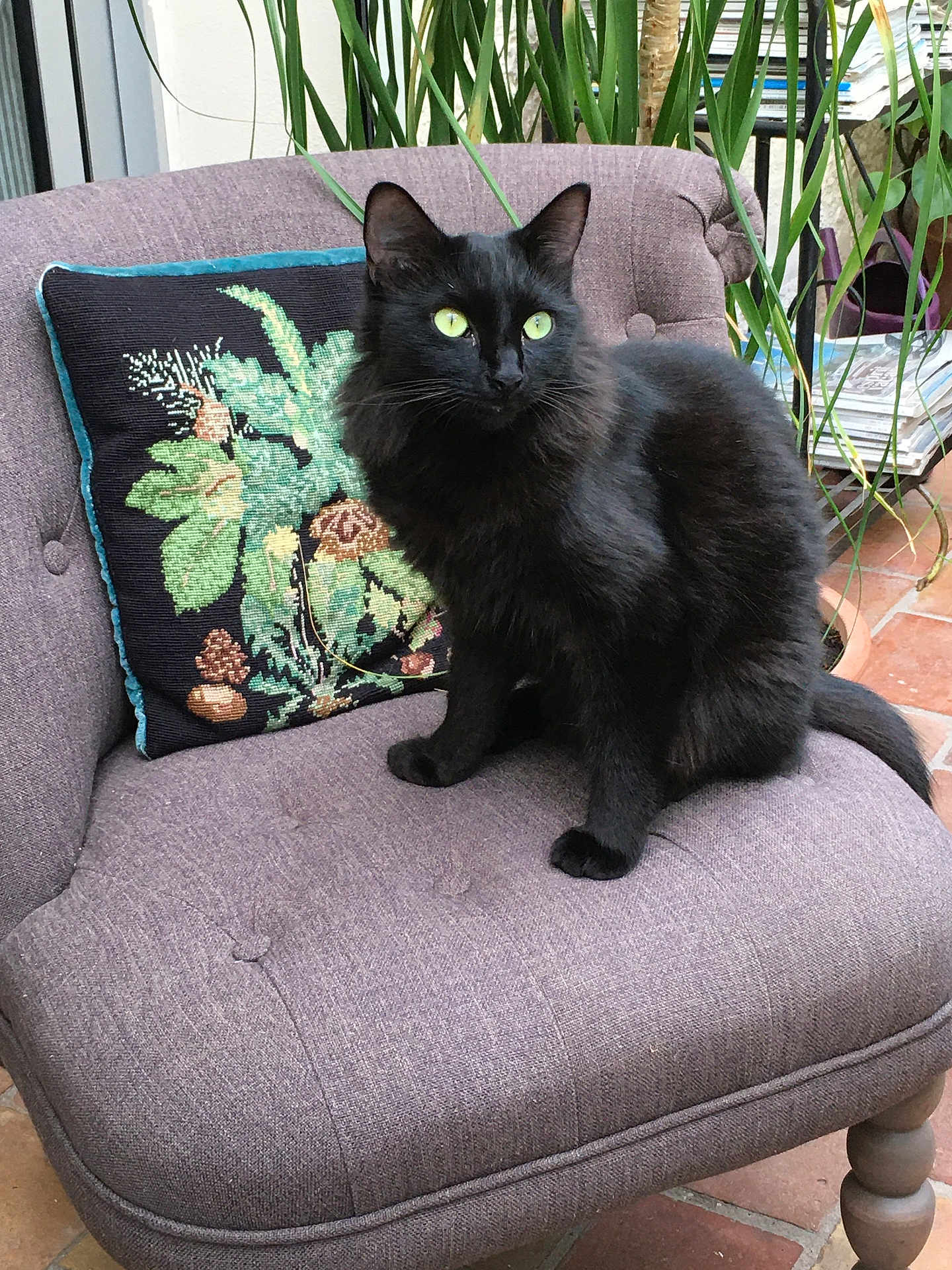 Beluga a rejoint le concours — aidez-le/la à gagner de superbes lots ! black_cat, cat, chair, pillow, plant, indoor, green_eyes, furniture, decorative_pillow, purple_chair, pet, animal, sitting, cozy, relaxing, fluffy, domestic_cat, houseplant, magazines, floor_tiles