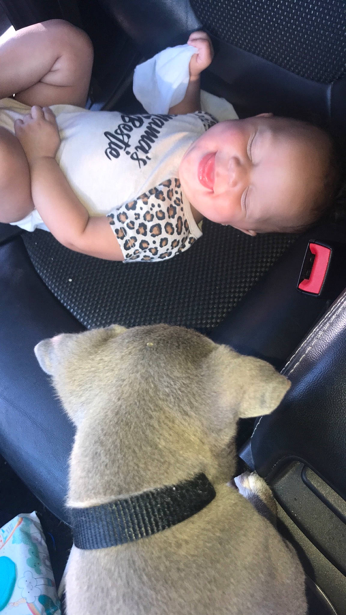 Sophia Grace is registered to the contest to win money with this photo: canidae, car_seat, fawn, person