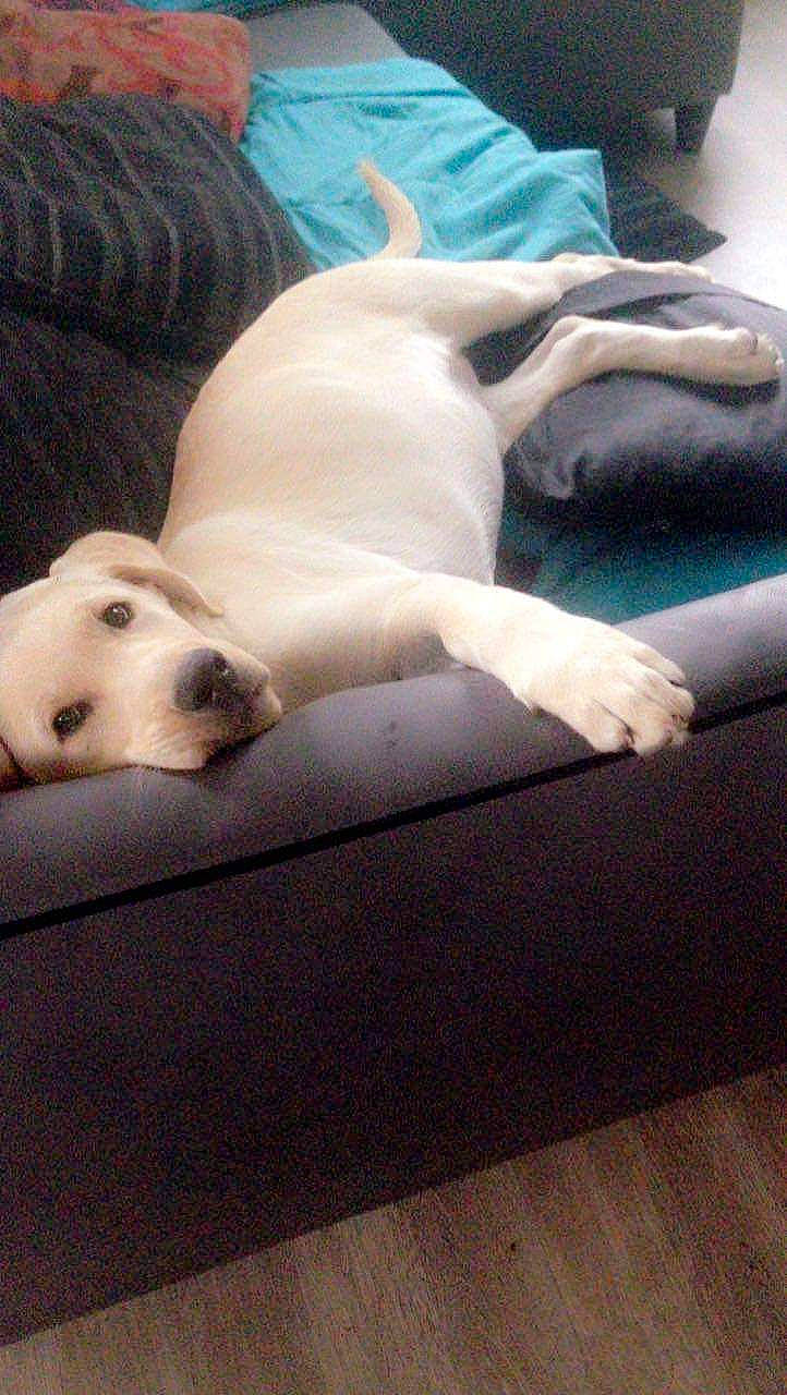 Onyl participe au concours pour gagner de l'argent avec cette photo : canidae, carnivore, companion_dog, dog, dog_breed, dogo_argentino, fawn, labrador_retriever, mammal, non_sporting_group, puppy, retriever, snout, sporting_group, vertebrate