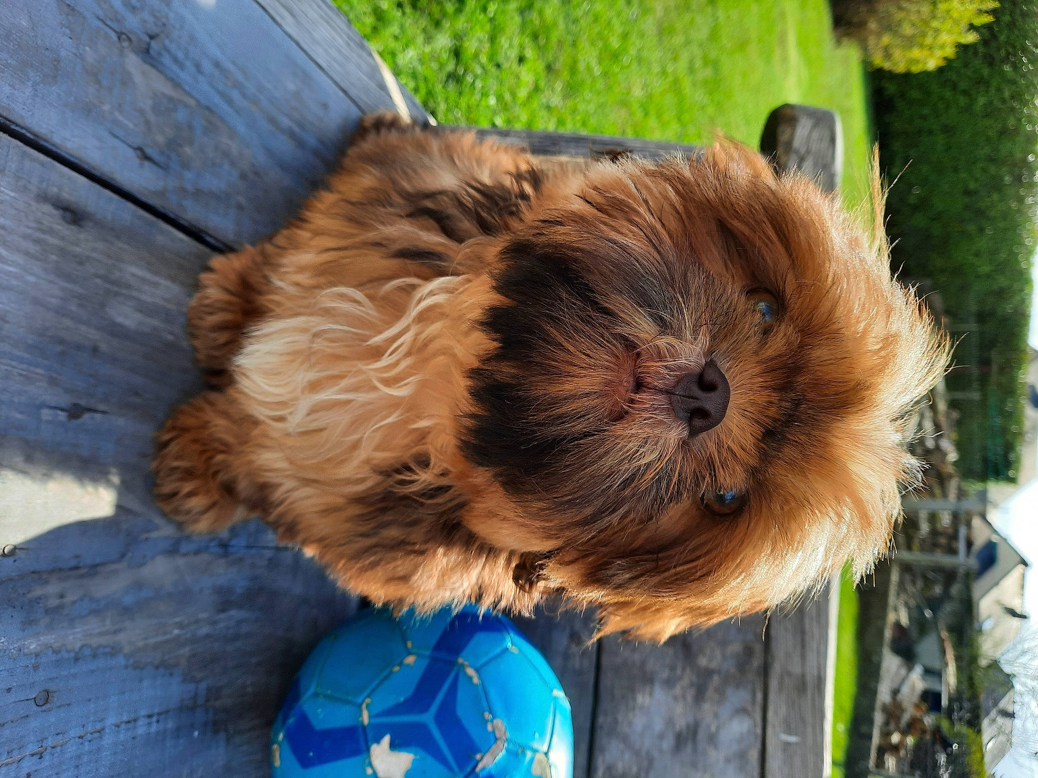 Youka a rejoint le concours — aidez-le/la à gagner de superbes lots ! ball, blue, canidae, carnivore, collar, companion_dog, dog, dog_breed, dog_supply, electric_blue, fawn, grass, liver, pet_supply, snout, sporting_group, tree, whiskers, wood, working_animal