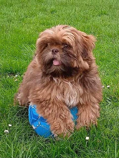 Youka a rejoint le concours — aidez-le/la à gagner de superbes lots ! canidae, carnivore, companion_dog, dog, dog_breed, dog_supply, electric_blue, fawn, fur, grass, liver, maltepoo, non_sporting_group, shih_tzu, snout, sporting_group, terrestrial_animal, toy_dog, water_dog, working_animal