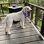 animal, backyard, bandana, canine, curly_fur, daylight, dog, fence, garden, greenery, leisure, looking_away, nature, outdoor, pet, porch, standing, summer, white_dog, wooden_floor