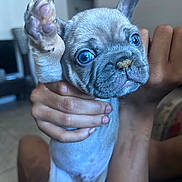 Monster joined the competition — help win amazing prizes! adorable, animal, blue_eyes, blurred_background, cute, dog, domestic, face, french_bulldog, fur, hand, holding, indoor, nosedirt, paw, pet, puppy, small, snout, young