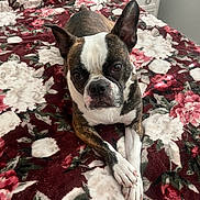 Wyatt is registered to the contest to win money with this photo: animal_photography, bed, bedroom, black_white, boston_terrier, brindle, brown, canine, closeup, crossed_paws, dog, dresser, facial_expression, floral_blanket, indoor, pet, portrait, short_hair, sitting, upright_ears