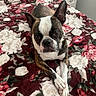 animal_photography, bed, bedroom, black_white, boston_terrier, brindle, brown, canine, closeup, crossed_paws, dog, dresser, facial_expression, floral_blanket, indoor, pet, portrait, short_hair, sitting, upright_ears