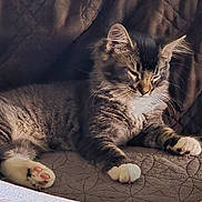 Dart joined the competition — help win amazing prizes! animal, cat, closeup, comfortable, couch, cozy, domestic, feline, fur, home, indoor, paw, pet, quilted, relaxation, resting, sleepy, soft_light, tabby, whiskers