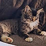animal, cat, closeup, comfortable, couch, cozy, domestic, feline, fur, home, indoor, paw, pet, quilted, relaxation, resting, sleepy, soft_light, tabby, whiskers