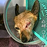 Pipo participe au concours pour gagner de l'argent avec cette photo : dog, cone, injury, resting, pet, animal, closeup, wound, ear, face, fur, domestic_animal, sleeping, indoor, text_overlay, social_media, screenshot, like_icon, comment_icon, paw