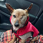 Pipo a rejoint le concours — aidez-le/la à gagner de superbes lots ! dog, one_eyed, red_jacket, plaid_blanket, car_interior, pet, seat, leash, animal, canine, cute, portrait, sitting, domestic_animal, fur, small_dog, window, door, seatbelt, cozy