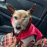 dog, one_eyed, red_jacket, plaid_blanket, car_interior, pet, seat, leash, animal, canine, cute, portrait, sitting, domestic_animal, fur, small_dog, window, door, seatbelt, cozy