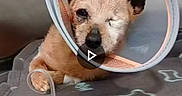 Pipo participe au concours pour gagner de l'argent avec cette photo : dog, cone, pet, animal, veterinary, blanket, medical, tube, resting, injured, clinic, cute, small_dog, canine, patient, indoor, hospital, healing, fur, ears